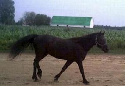 Cheval noir