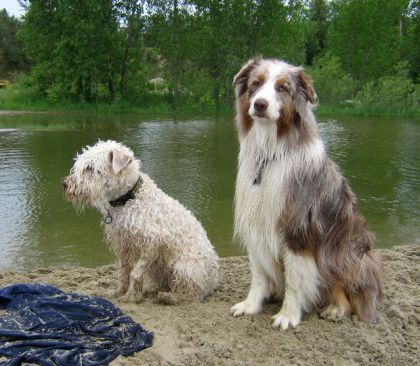 Chiens à la plage