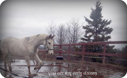 photo par noyomo Voici un montage de Ticass le cheval de Pascale!♥