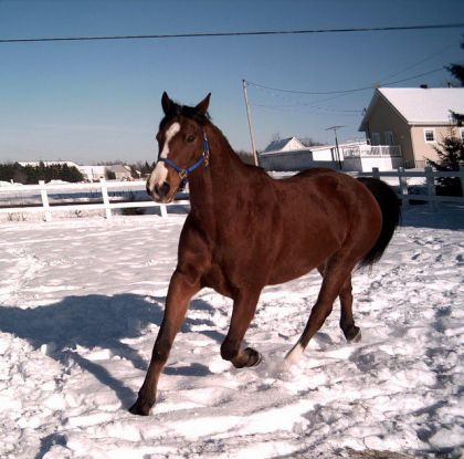 Cheval bai au trot dans la neige
