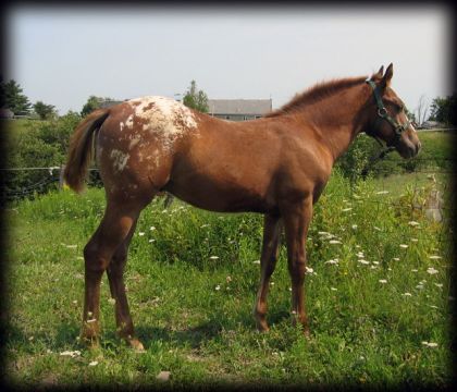 Poulain appaloosa dans un champ