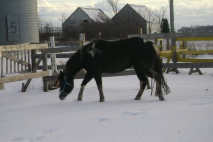Kitty qui red&eacute;couvre la neige!