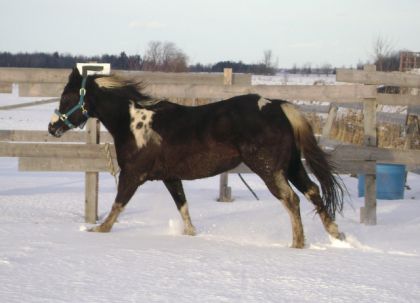Un ti galop dans la neige ma belle!