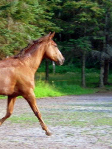 Jolly au trot:) Elle se fait du fun au bout! LOL .