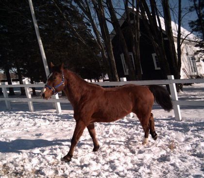 Cheval bai au pas
