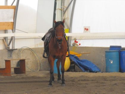 Molly, 5 ans QH , 13 Déc. 2009 