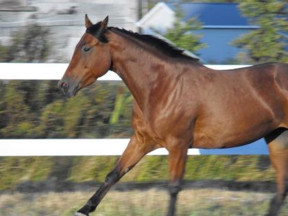 Molly, jument Qh, 4 ans, été 2009, folle comme un balai...je...