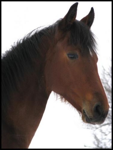 Mon beau poulain, 8 mois demi-frison