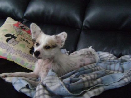 Mon chien chinois à crête