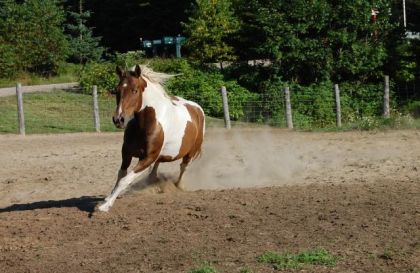 Mon cheval Évad qui dépense de l'énergie ... 