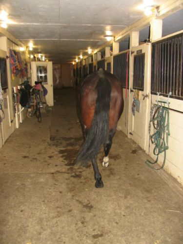 photo par madi&Cajun Les grosses fesse de mon topaz ^^