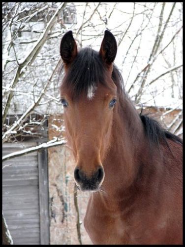 encore une pettite de Flame frison/pure sang