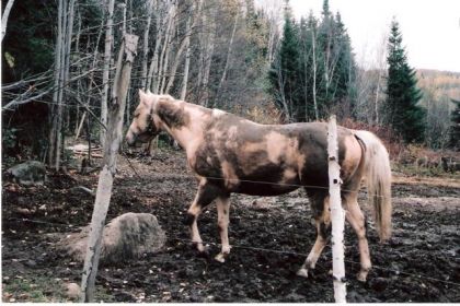 Les joie du palomino