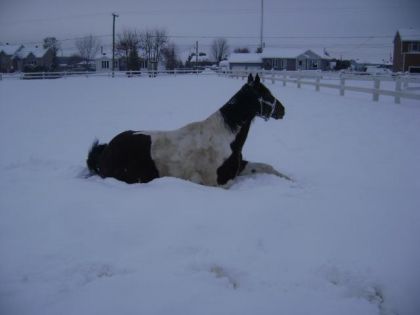 OOhh la neige ets froid J'pense que ses L,temps de se lever :)