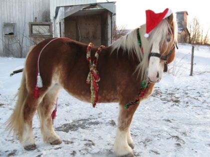 Déguisement de Noel pour relancer Falabella...