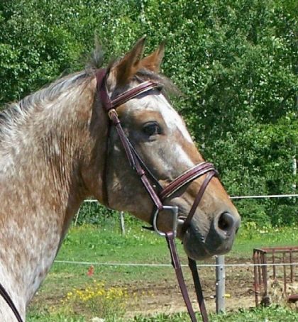 gitane en classique
