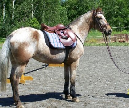 gitane en classique