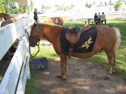aramis qui attend que le spectacle commance....d&eacute;uis&eacute;e en poney...