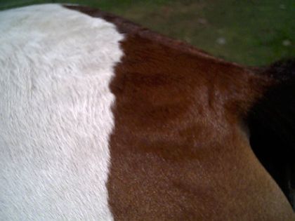 Voici ce qu'il reste des boucles en été des curlys. Que quelques...