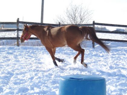 Les joies de l'hiver avec Stella