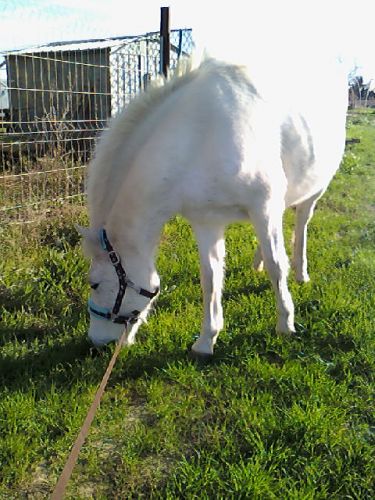 Dollye qui broute (lL)