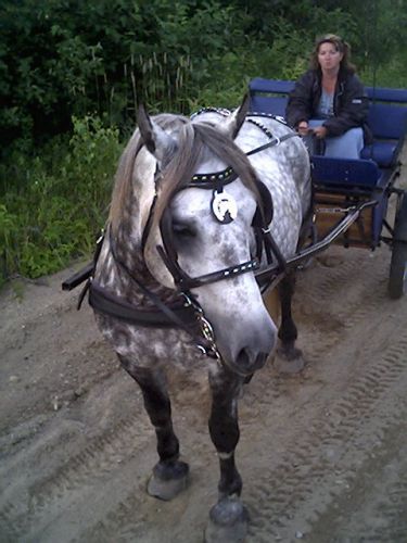 Voici Silver et josée ma voisine. Qu'ils sont beaux non?