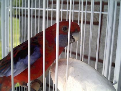 Voici une crimson rosella ou bien une perruche de pennant. C'est...