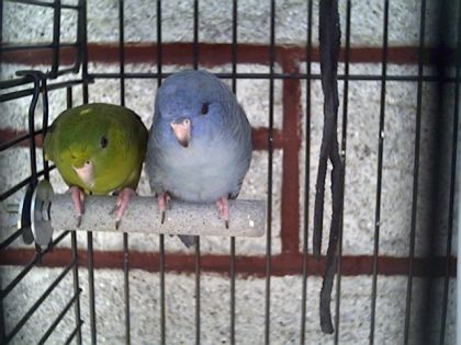 Voici Kenji(vert) et Kairo(bleu) ce sont un de mes couples de...