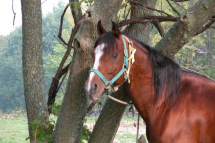 Cheval attaché sous un arbre