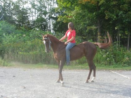 Moi & Ma jument &eacute;chalotte :P . On laime Didy :) 