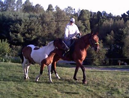 1ere sortie pour Sedna accompagner d'un autre cheval en laisse...
