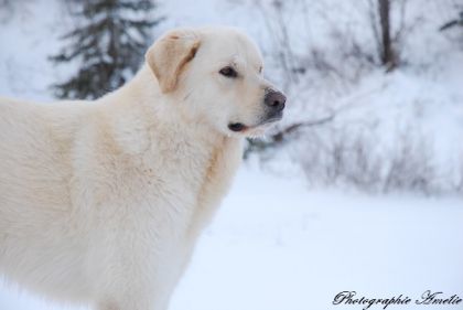Chien labrador blond