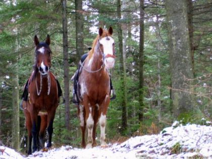 2 chevaux sellés pour la randonnée