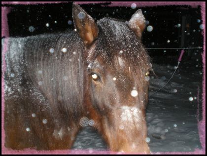 ponette Canelle sous la neige!!! 22 dec. 09