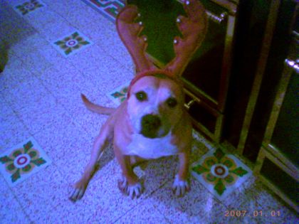 Chien déguisé en renne