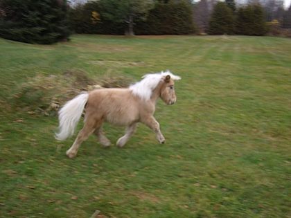 poney palomino trottant au champ