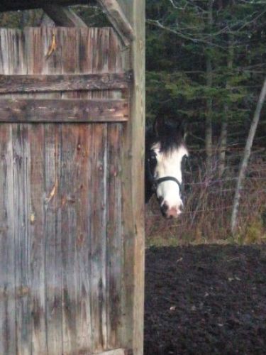 tête d'équidé dissimulé derrière un mur