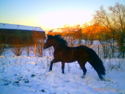 cheval galopant dans la neige