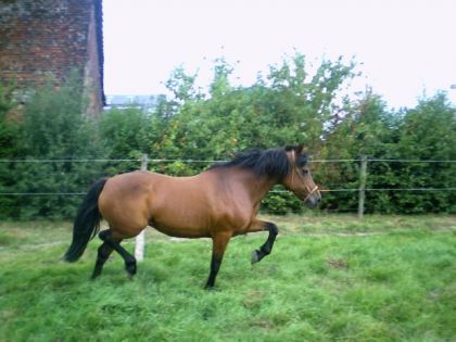 Cheval bai au champ