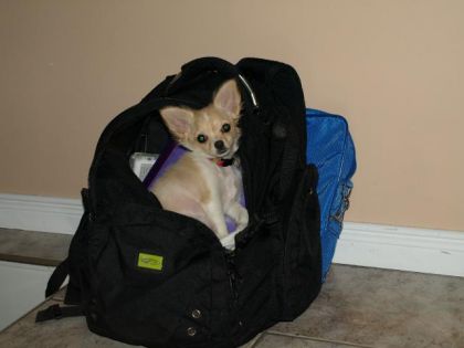 le chien de ma soeur sur sont ......sac d'&eacute;cole
