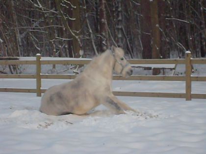 cheval blanc assis dans la neige