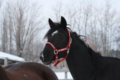 cheval noir avec licou rouge