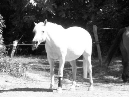 photo noir te blanc d'un cheval blanc tirant la langue