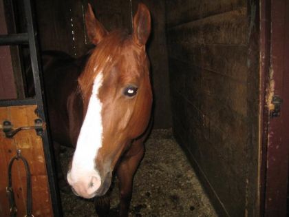 tête d'un cheval alezan avec grande liste