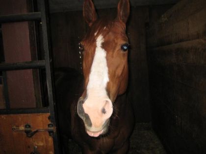 cheval sortant le bout de la langue