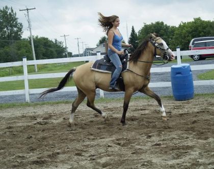 Cavalière montant un cheval devant une cloture blanche