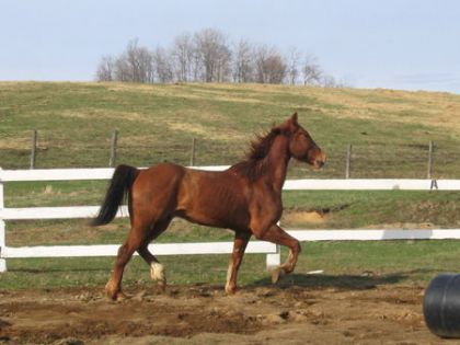 Mon cheval quand il est revenu de l'entraînement, début mai......