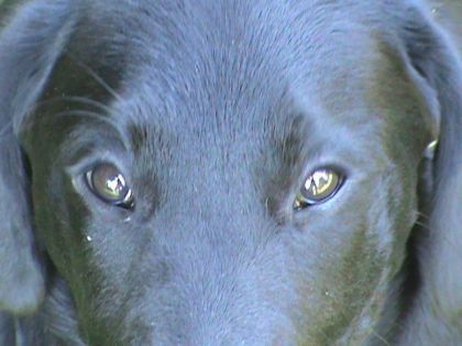 Mon ptit chien Buddy!