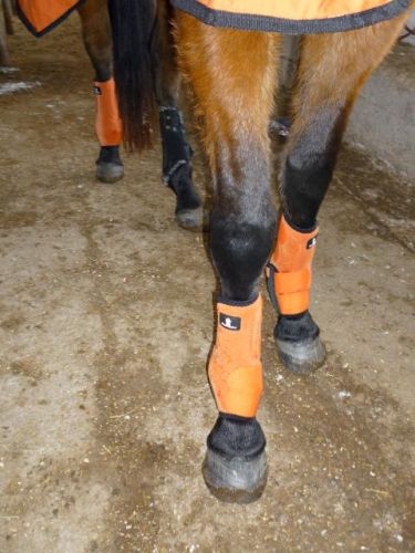 Mon cadeau de noël, 4 guêtes classic equine orange! + un kodak...