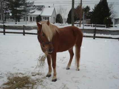 Petit bébé à sa maman dans la neige :)